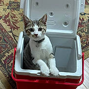 Rambo joined the competition — help win amazing prizes! cat, kitten, pet, cooler, red_cooler, white_lid, indoor, carpet, patterned_carpet, curious, sitting, looking_at_camera, collar, bell, cute, domestic_animal, fur, whiskers, paws, close_up