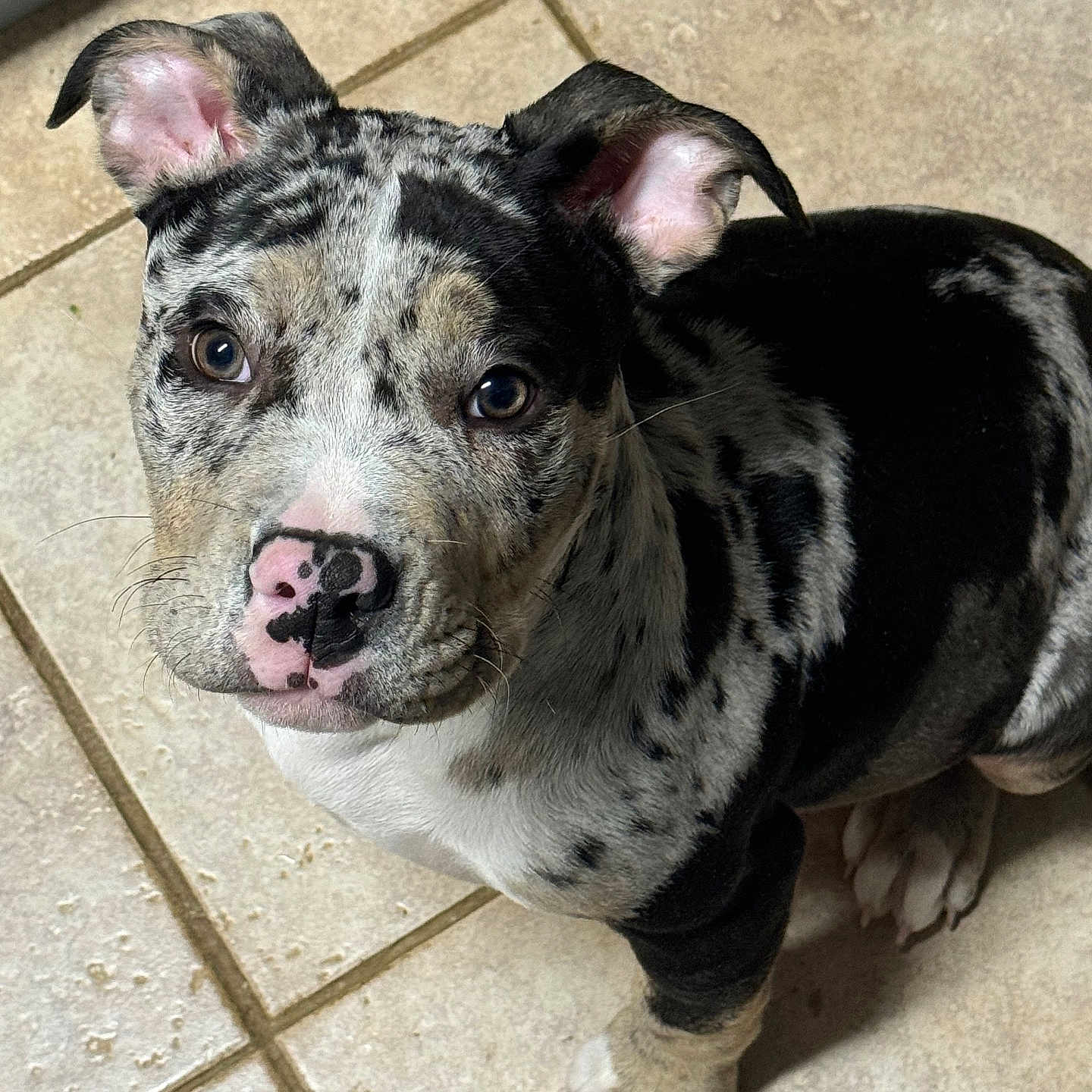 Maverick joined the competition — help win amazing prizes! animal, ball, bostonbull, boxer, bulldog, canine, dog, flagstone, frenchbulldog, greatdane, hound, husky, labradorretriever, path, pet, pitbull, puppy, snout, sport, walkway