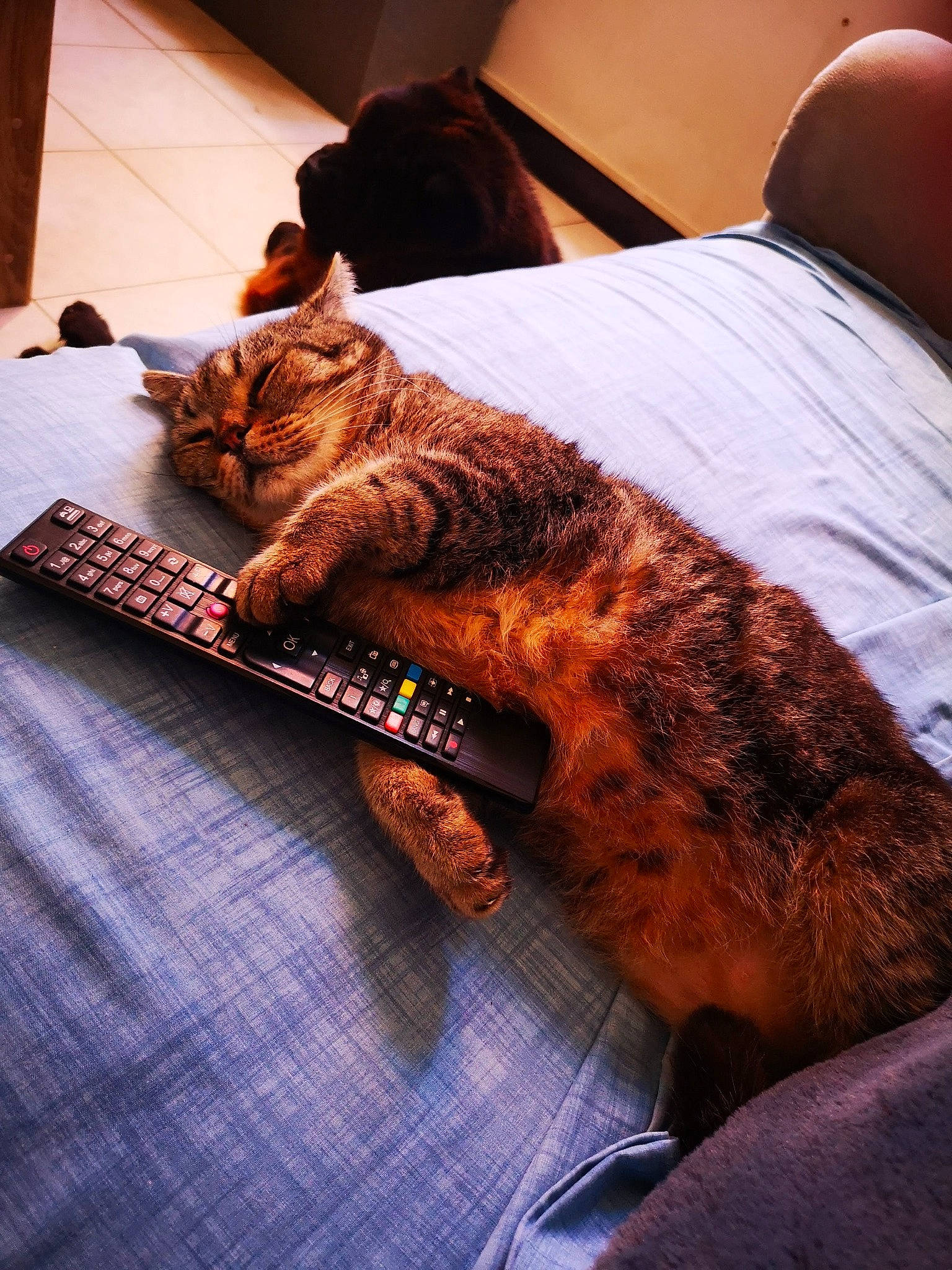 Pootchi Choupette participe au concours pour gagner de l'argent avec cette photo : bed, carnivore, cat, comfort, couch, domestic_short_haired_cat, fawn, felidae, flooring, fur, human_leg, linens, orange, paw, small_to_medium_sized_cats, snout, sporting_group, tail, whiskers, wood