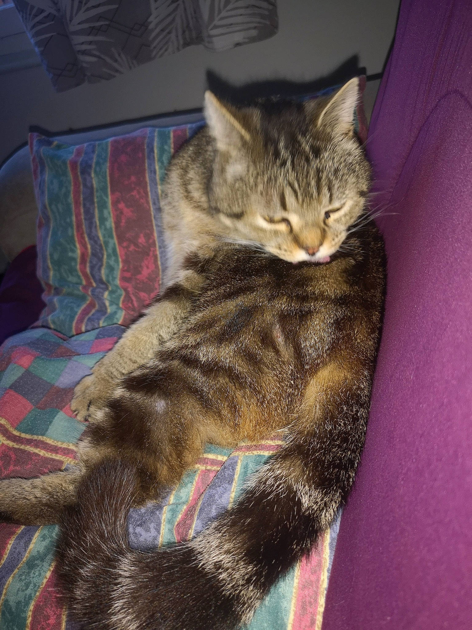 Pootchi Choupette a rejoint le concours — aidez-le/la à gagner de superbes lots ! carnivore, cat, claw, comfort, domestic_short_haired_cat, fawn, felidae, fur, military_camouflage, nap, pattern, paw, pillow, sitting, sleep, small_to_medium_sized_cats, snout, tail, terrestrial_animal, whiskers