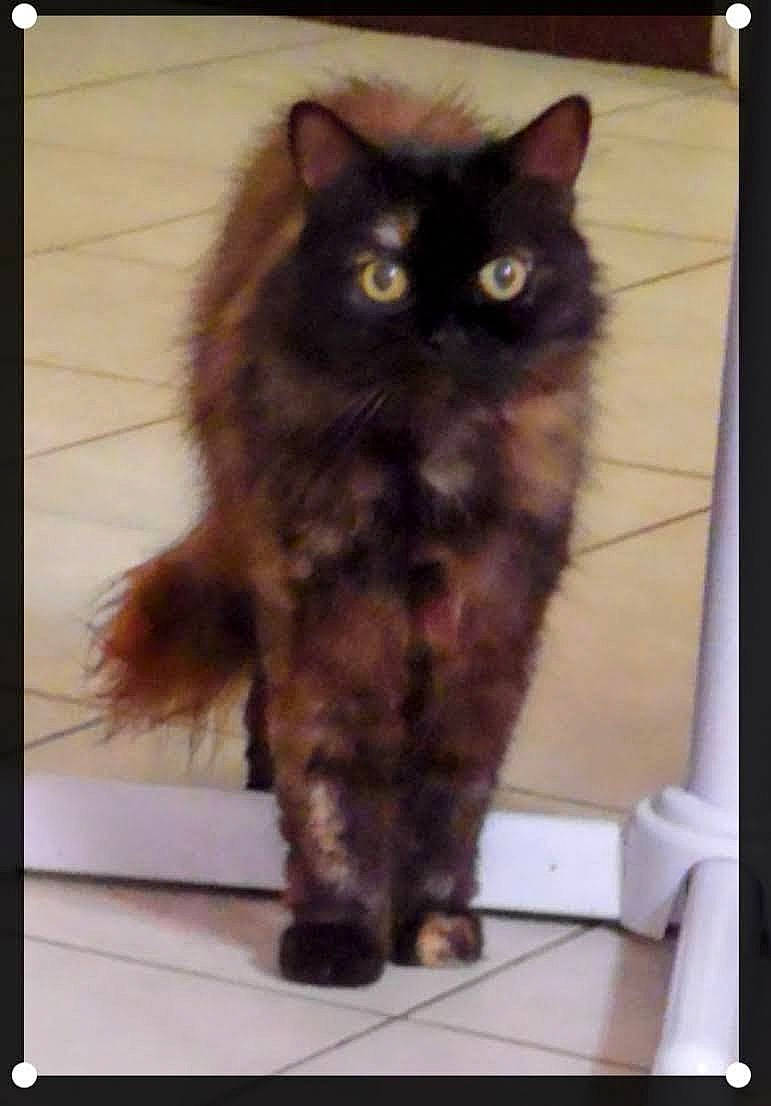 Pootchi Choupette participe au concours pour gagner de l'argent avec cette photo : black_cat, carnivore, cat, claw, domestic_short_haired_cat, fawn, felidae, flooring, fur, iris, paw, rectangle, sitting, small_to_medium_sized_cats, snout, square, tail, terrestrial_animal, whiskers, window