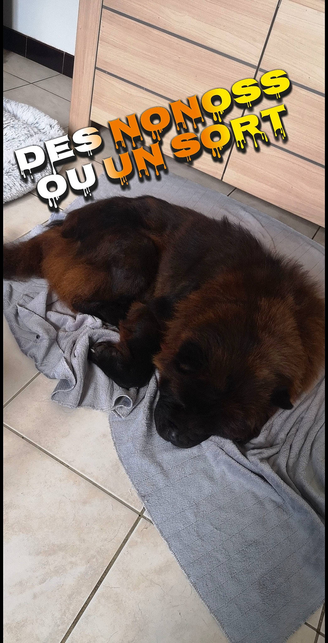 Jôshita participe au concours pour gagner de l'argent avec cette photo : canidae, carnivore, comfort, companion_dog, dog, dog_breed, fawn, felidae, font, fur, liver, nap, photo_caption, small_to_medium_sized_cats, snout, sporting_group, tail, toy_dog, whiskers, working_animal