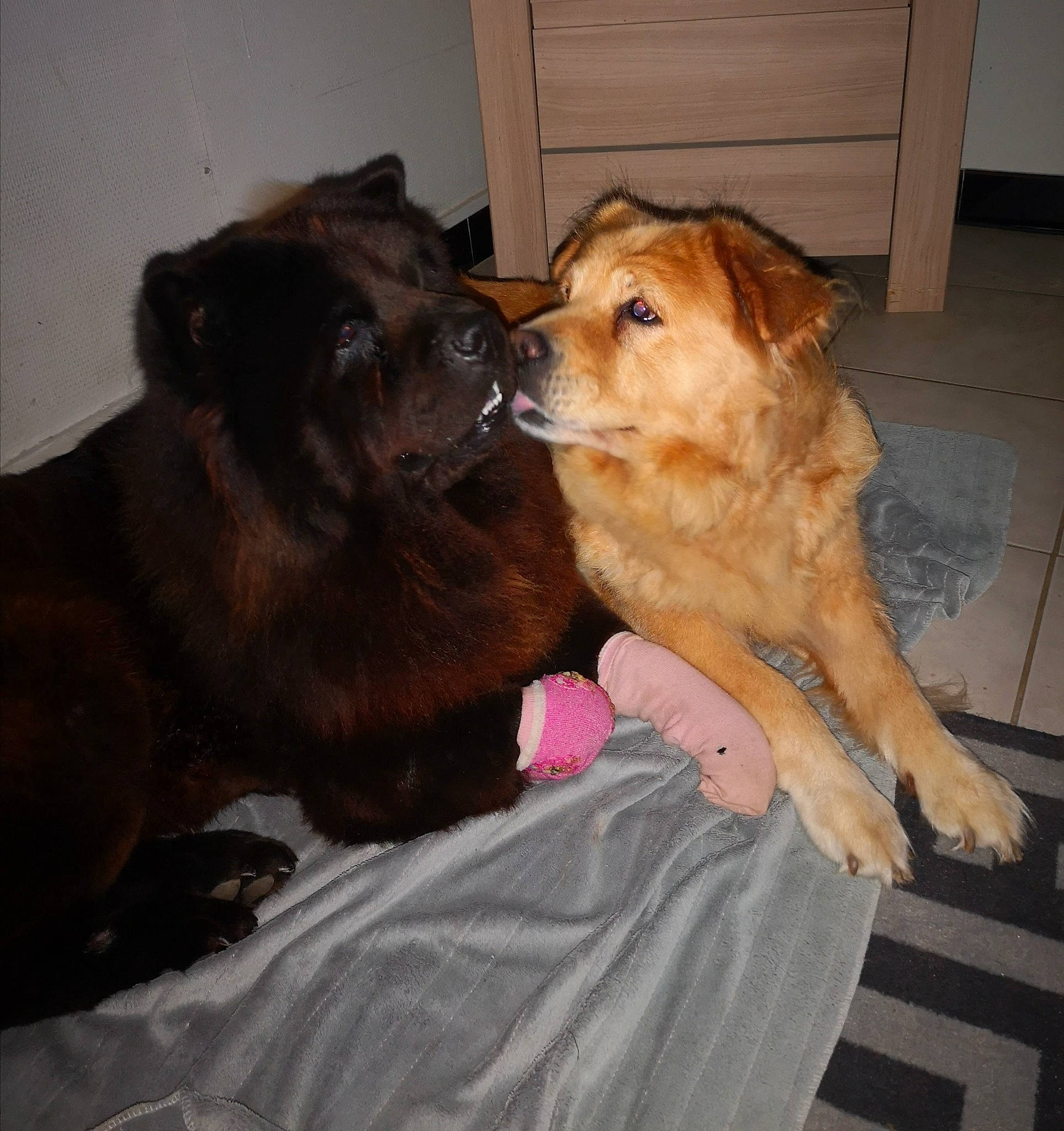 Jôshita a rejoint le concours — aidez-le/la à gagner de superbes lots ! canidae, carnivore, comfort, companion_dog, dog, dog_breed, ear, fawn, flooring, fur, hardwood, liver, mammal, paw, puppy, retriever, snout, sporting_group, whiskers, working_animal