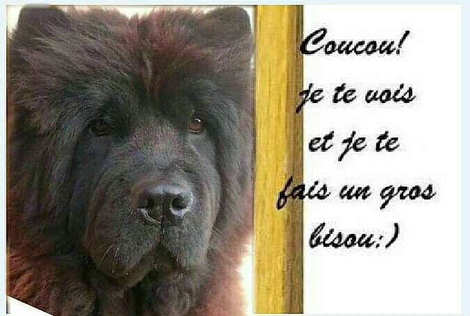Jôshita a rejoint le concours — aidez-le/la à gagner de superbes lots ! ancient_dog_breeds, canidae, carnivore, companion_dog, dog, dog_breed, font, fur, giant_dog_breed, handwriting, herding_dog, internet_meme, liver, photo_caption, rectangle, snout, sporting_group, terrestrial_animal, working_animal, working_dog