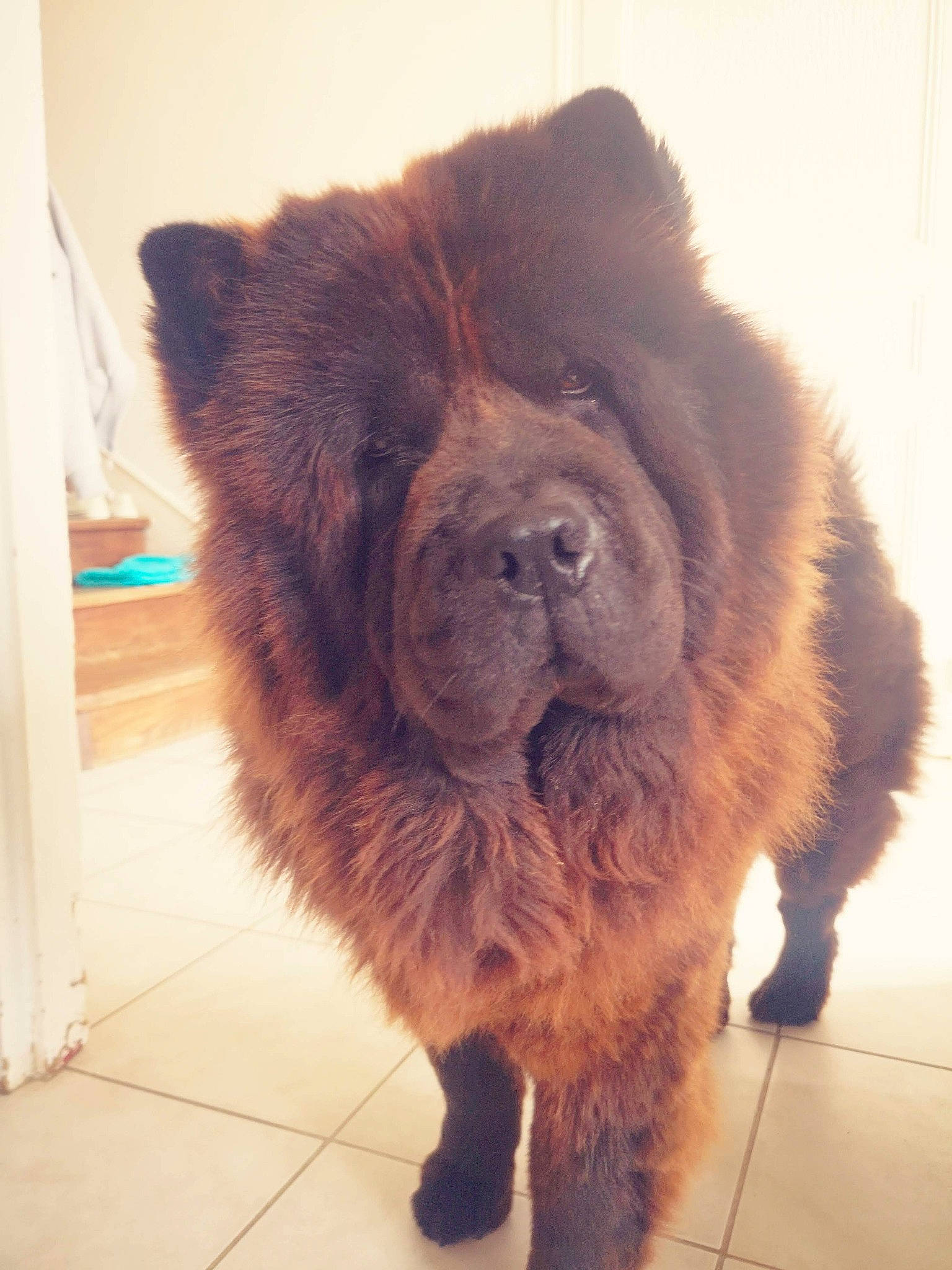 Jôshita participe au concours pour gagner de l'argent avec cette photo : ancient_dog_breeds, canidae, carnivore, chow_chow, companion_dog, dog, dog_breed, fawn, flooring, foot, fur, giant_dog_breed, liver, paw, sporting_group, tail, terrestrial_animal, tile_flooring, whiskers, working_animal