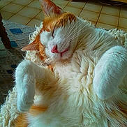 Tom-Tom participe au concours pour gagner de l'argent avec cette photo : cat, orange_cat, white_cat, sleeping, relaxed, fluffy, pet, indoor, cozy, blanket, paw, whiskers, floor, tile, furniture, home, nap, cute, animal, mammal