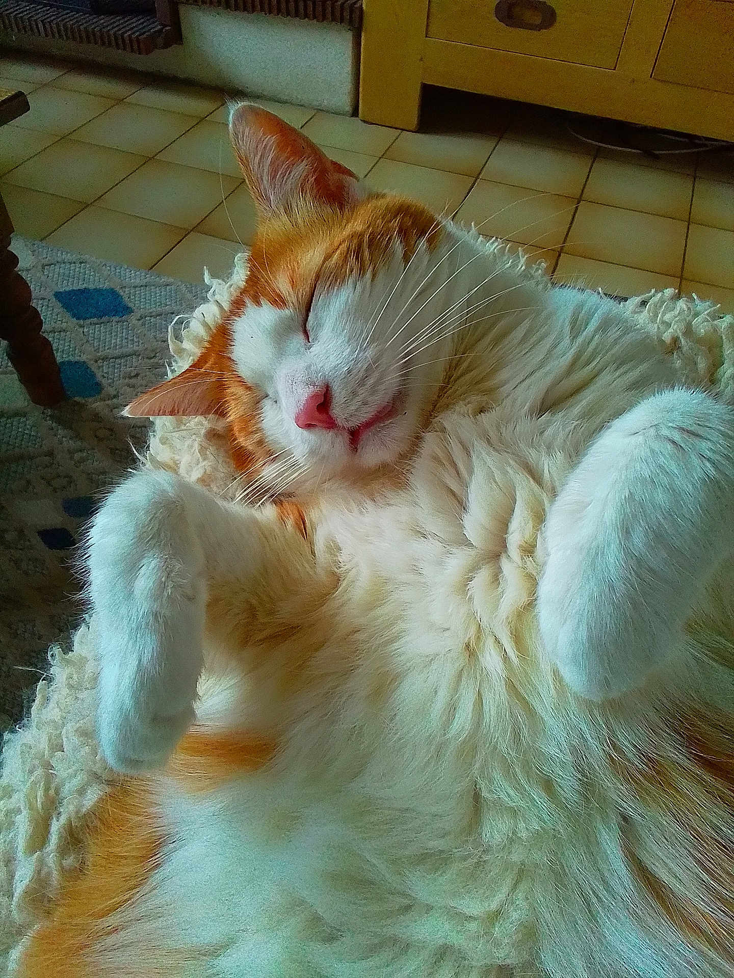Tom-Tom participe au concours pour gagner de l'argent avec cette photo : cat, orange_cat, white_cat, sleeping, relaxed, fluffy, pet, indoor, cozy, blanket, paw, whiskers, floor, tile, furniture, home, nap, cute, animal, mammal