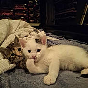 Kyoshi is registered to the contest to win money with this photo: kitten, cat, pet, animal, cute, tabby, white_cat, indoor, blanket, cozy, sleeping_area, fur, small, young, lying_down, curious, black_spot, model_cars, shelf, room