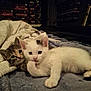 kitten, cat, pet, animal, cute, tabby, white_cat, indoor, blanket, cozy, sleeping_area, fur, small, young, lying_down, curious, black_spot, model_cars, shelf, room