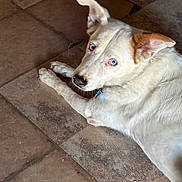 Harley joined the competition — help win amazing prizes! animal, blue_eyes, brown_patch, canine, companion, curious, dog, domestic_animal, ears, floor, fur, indoors, looking, lying_down, pet, portrait, resting, side_view, tile_floor, white_dog