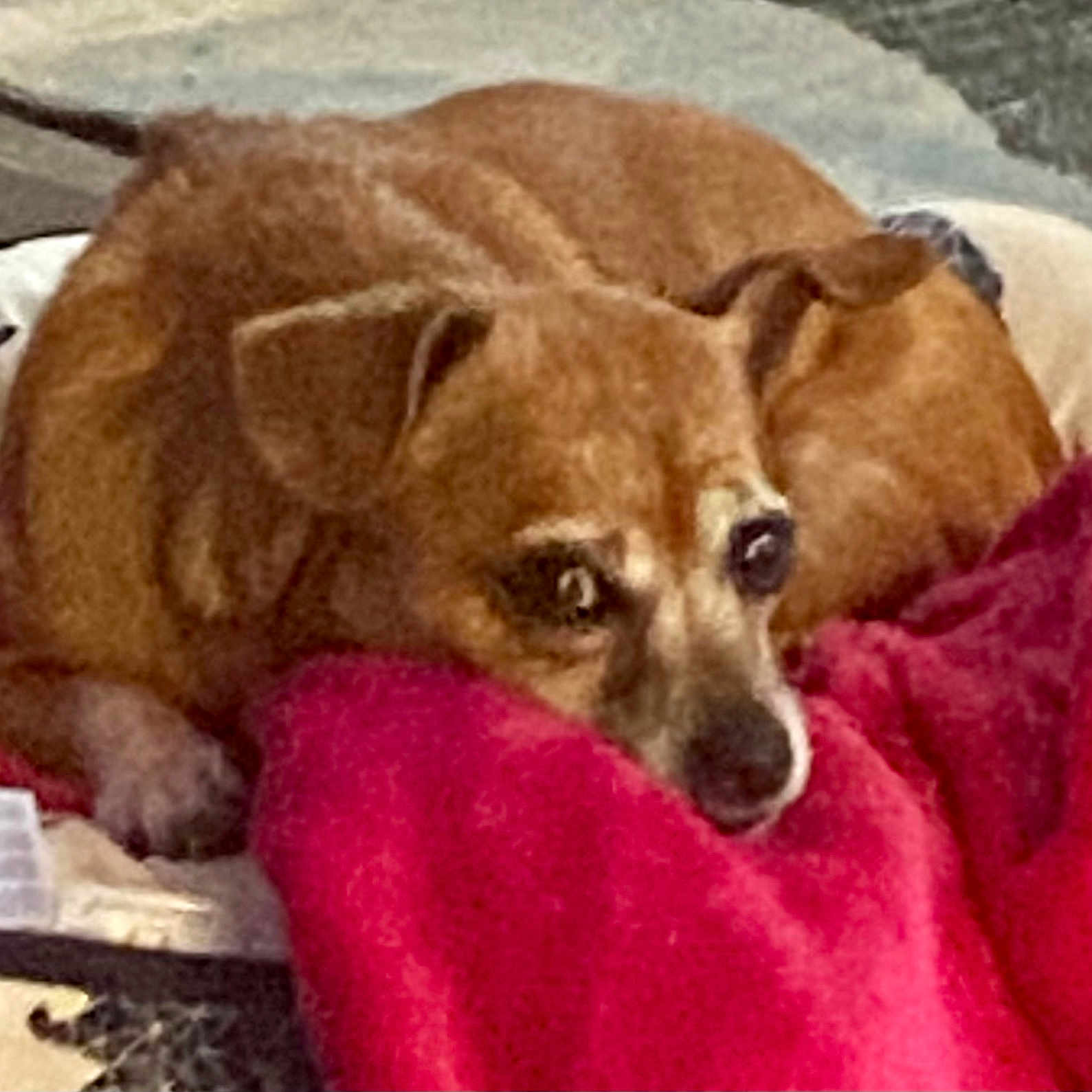 May May is registered to the contest to win money with this photo: animal, ball, beagle, bed, blanket, canine, chihuahua, couch, cushion, dog, furniture, homedecor, hound, pet, puppy, quilt, snout, sport, tennis, tennisball