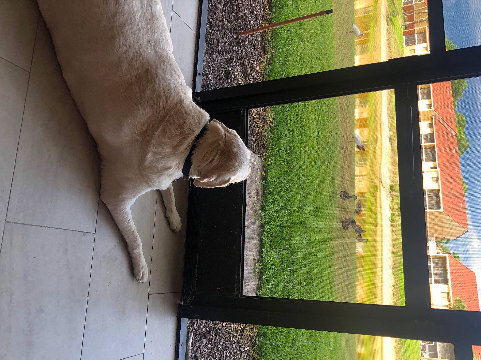 Reilly joined the competition — help win amazing prizes! carnivore, dog, dog_breed, door, fawn, felidae, grass, human_leg, line, mammal, plant, shade, snout, tail, tints_and_shades, tree, vertebrate, water, window, wood