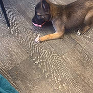 Cookie participe au concours pour gagner de l'argent avec cette photo : puppy, dog, floor, wooden_floor, toy, pink_toy, paw, ear, snout, pet, indoor, footwear, sandal, sock, striped_sandal, relaxation, playful, brown_dog, canine, chewing