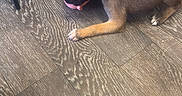 Cookie participe au concours pour gagner de l'argent avec cette photo : brown_dog, canine, chewing, dog, ear, floor, footwear, indoor, paw, pet, pink_toy, playful, puppy, relaxation, sandal, snout, sock, striped_sandal, toy, wooden_floor