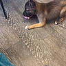 puppy, dog, floor, wooden_floor, toy, pink_toy, paw, ear, snout, pet, indoor, footwear, sandal, sock, striped_sandal, relaxation, playful, brown_dog, canine, chewing