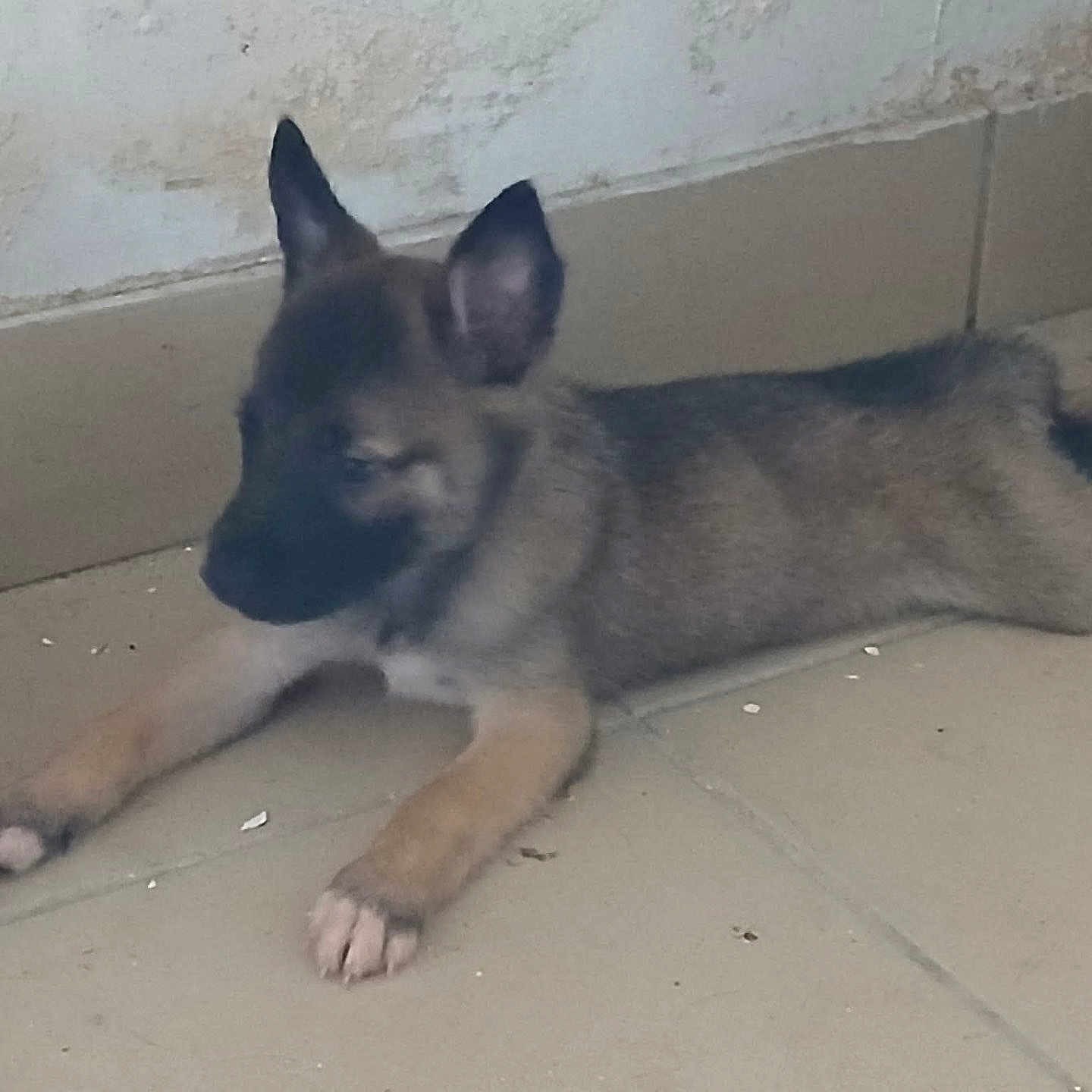 Cookie a rejoint le concours — aidez-le/la à gagner de superbes lots ! puppy, dog, lying_down, floor, tile, wall, indoor, brown, black, ears, young, pet, animal, canine, resting, paw, laying, side_view, furniture_absent, domestic