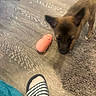 Cookie a rejoint le concours — aidez-le/la à gagner de superbes lots ! animal, blurry, brown_fur, companion, curious, dog, domestic, flooring, foot, furniture, indoor, pet, pink_toy, play, puppy, rug, slide_sandal, sock, toy, wooden_floor