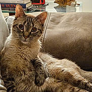 Traeger joined the competition — help win amazing prizes! animal, books, cat, couch, cozy, curious, ears, eyes, feline, fur, home, indoor, leather, pen_holder, pet, relaxed, stack, tabby, whiskers, wooden_bird
