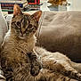 animal, books, cat, couch, cozy, curious, ears, eyes, feline, fur, home, indoor, leather, pen_holder, pet, relaxed, stack, tabby, whiskers, wooden_bird