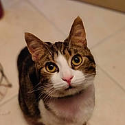 Oslo participe au concours pour gagner de l'argent avec cette photo : blurred_background, cat, closeup, curious, domestic_animal, ears, eyes, feline, indoor, looking_up, paws, pet, pink_nose, portrait, shallow_depth_of_field, sitting, tabby, tile_floor, whiskers, white_fur