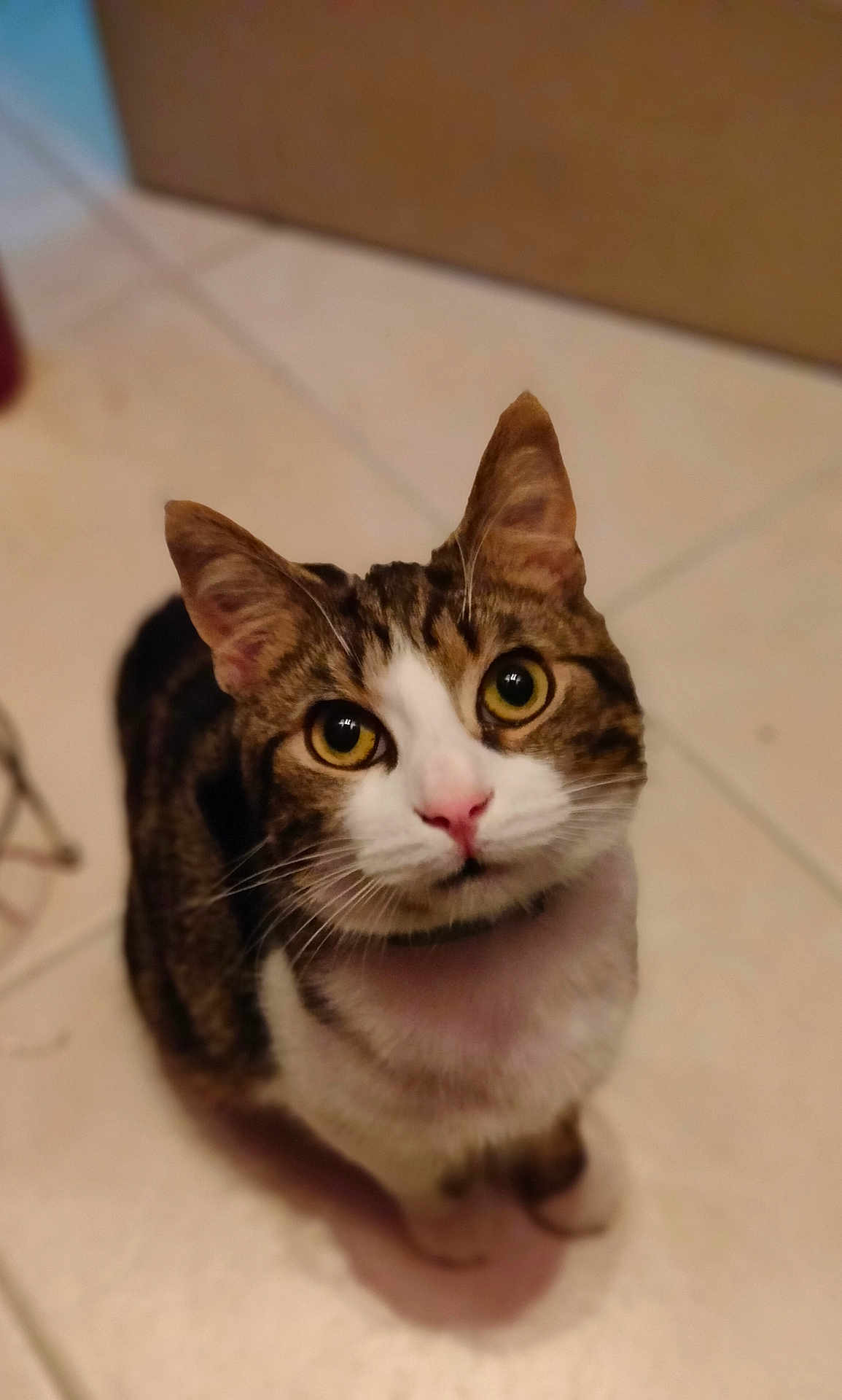 Oslo participe au concours pour gagner de l'argent avec cette photo : blurred_background, cat, closeup, curious, domestic_animal, ears, eyes, feline, indoor, looking_up, paws, pet, pink_nose, portrait, shallow_depth_of_field, sitting, tabby, tile_floor, whiskers, white_fur