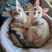 Luna And Aurora is registered to the contest to win money with this photo: adorable, blue_eyes, cat, close_up, cozy_bed, cuddling, curious, ears, feline, home, indoor, kitten, looking_at_camera, pet, plush_bed, soft_fur, tail, two_kittens, whiskers, window_sill