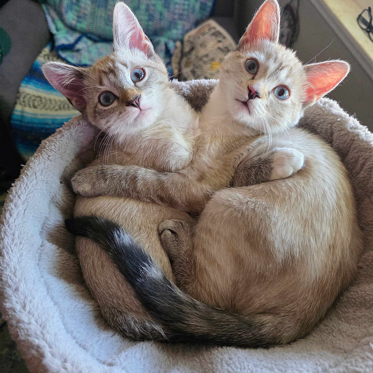 Luna And Aurora is registered to the contest to win money with this photo: adorable, blue_eyes, cat, close_up, cozy_bed, cuddling, curious, ears, feline, home, indoor, kitten, looking_at_camera, pet, plush_bed, soft_fur, tail, two_kittens, whiskers, window_sill