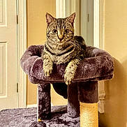 Cece joined the competition — help win amazing prizes! animal, cat, cat_tree, cozy, cute, domestic_cat, ears, eyes, fur, furniture, home, indoor, looking_at_camera, paws, pet, plush, portrait, relaxed, tabby_cat, whiskers