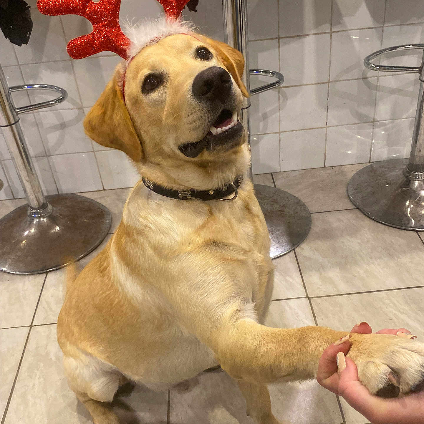 Usko a rejoint le concours — aidez-le/la à gagner de superbes lots ! animal, baby, canine, clothing, cross, dog, footwear, furniture, glass, goldenretriever, hound, indoors, labradorretriever, person, pet, puppy, shoe, sphere, tile, whitedog