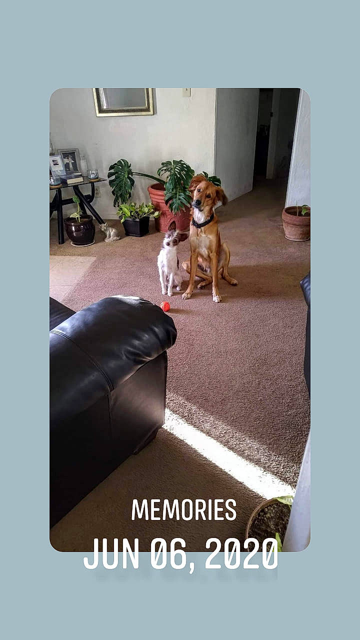 Malo And Wedo is registered to the contest to win money with this photo: building, carnivore, chair, comfort, companion_dog, couch, dog, dog_breed, dog_supply, flooring, furniture, house, houseplant, leisure, pet_supply, plant, rectangle, room, table, window