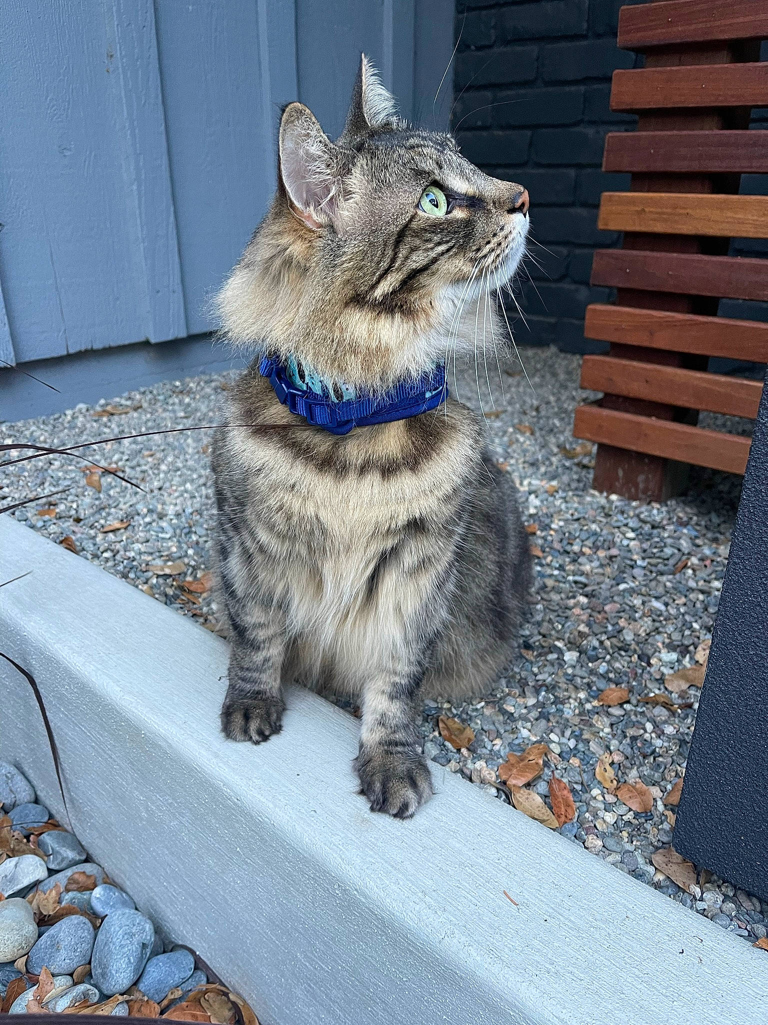 Jinx is registered to the contest to win money with this photo: carnivore, cat, claw, cobblestone, domestic_short_haired_cat, door, electric_blue, felidae, fur, grey, paw, road_surface, sitting, small_to_medium_sized_cats, snout, tail, terrestrial_animal, whiskers, window