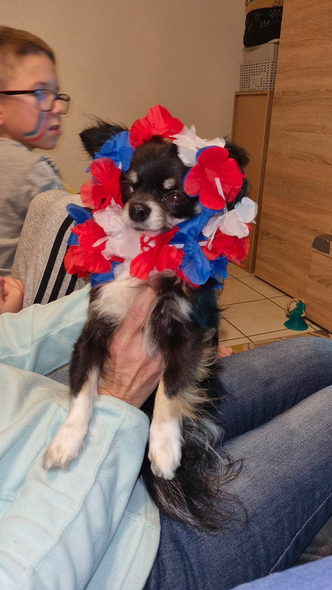 Paco a rejoint le concours — aidez-le/la à gagner de superbes lots ! canidae, carnivore, comfort, companion_dog, couch, dog, dog_breed, dog_clothes, dog_supply, electric_blue, event, fawn, fun, fur, glasses, plant, sporting_group, thigh, toy, toy_dog