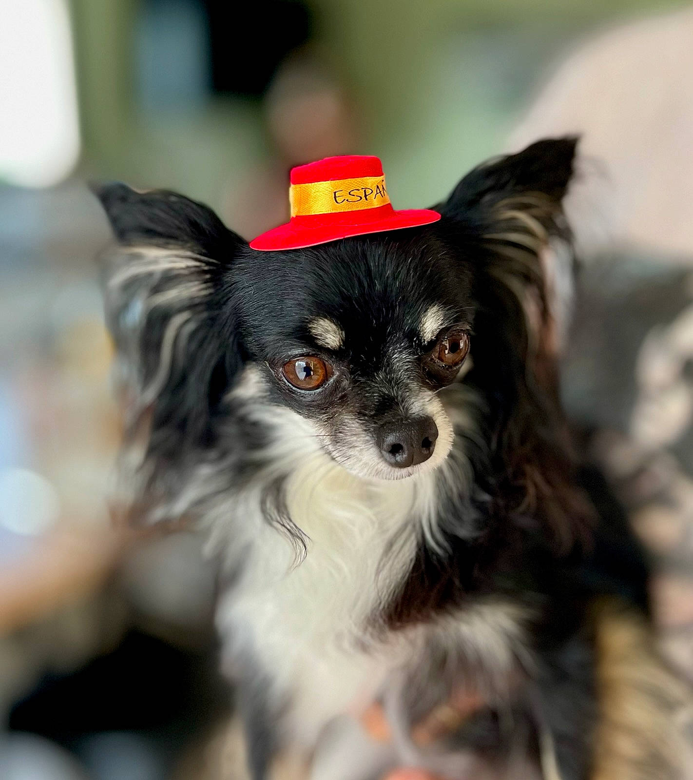 Paco participe au concours pour gagner de l'argent avec cette photo : biting, canidae, carnivore, chihuahua, collar, companion_dog, dog, dog_breed, dog_collar, dog_supply, event, fur, snout, sporting_group, terrestrial_animal, toy_dog, whiskers, working_animal, working_dog