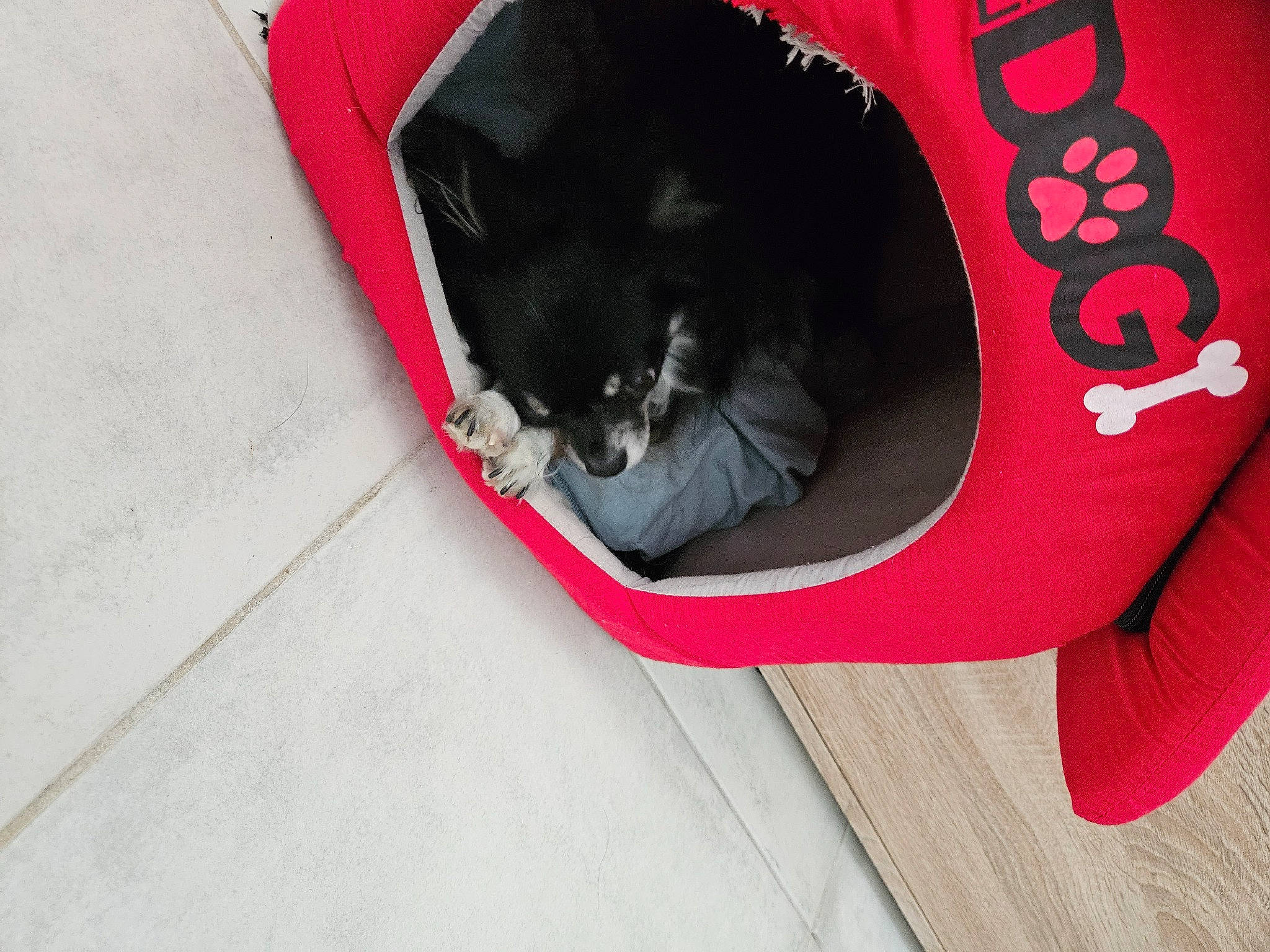 Paco a rejoint le concours — aidez-le/la à gagner de superbes lots ! automotive_tire, black_cat, carnivore, cat, cat_supply, collar, comfort, companion_dog, dog_breed, dog_supply, domestic_short_haired_cat, felidae, fur, grey, magenta, pet_supply, small_to_medium_sized_cats, snout, tail, whiskers