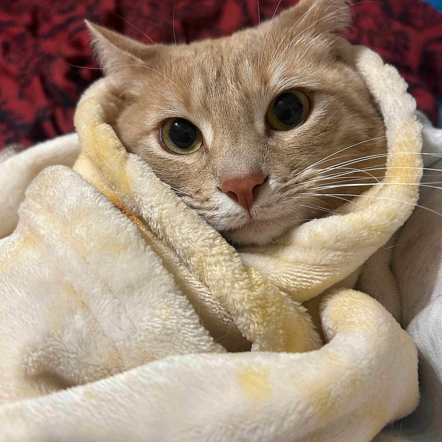 Bob Creech joined the competition — help win amazing prizes! animal, blanket, cat, closeup, comfort, cozy, cute, ears, eyes, face, fur, indoor, pet, relaxation, resting, snug, soft, warm, whiskers, wrapped