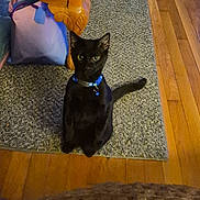 Mr Kitty is registered to the contest to win money with this photo: alert, animal, black_cat, blue_collar, cat, collar_bell, curious, domestic, eyes, feline, flooring, fur, home, indoor, pet, quiet, rug, sitting, table_leg, wooden_floor