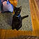 Mr Kitty