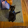 alert, animal, black_cat, blue_collar, cat, collar_bell, curious, domestic, eyes, feline, flooring, fur, home, indoor, pet, quiet, rug, sitting, table_leg, wooden_floor