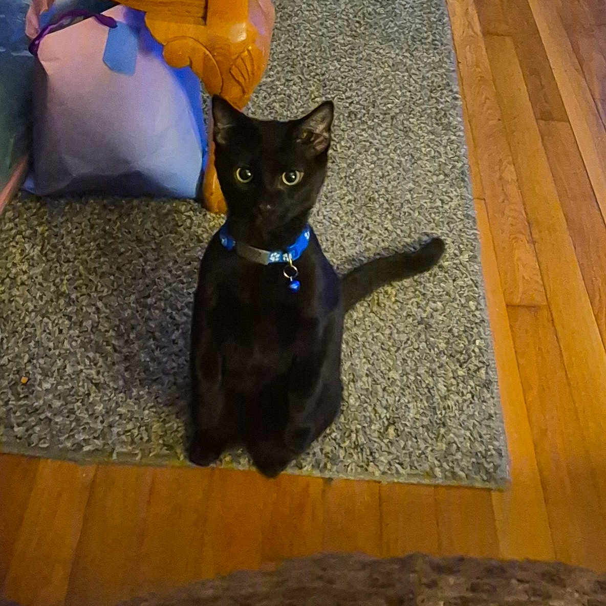Mr Kitty