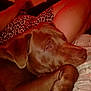 Zeus joined the competition — help win amazing prizes! dog, brown_dog, resting, person, leopard_print, clothing, lap, indoor, warm_lighting, cozy, relaxed, animal, pet, sleepy, snuggle, comfort, fur, paw, human, casual