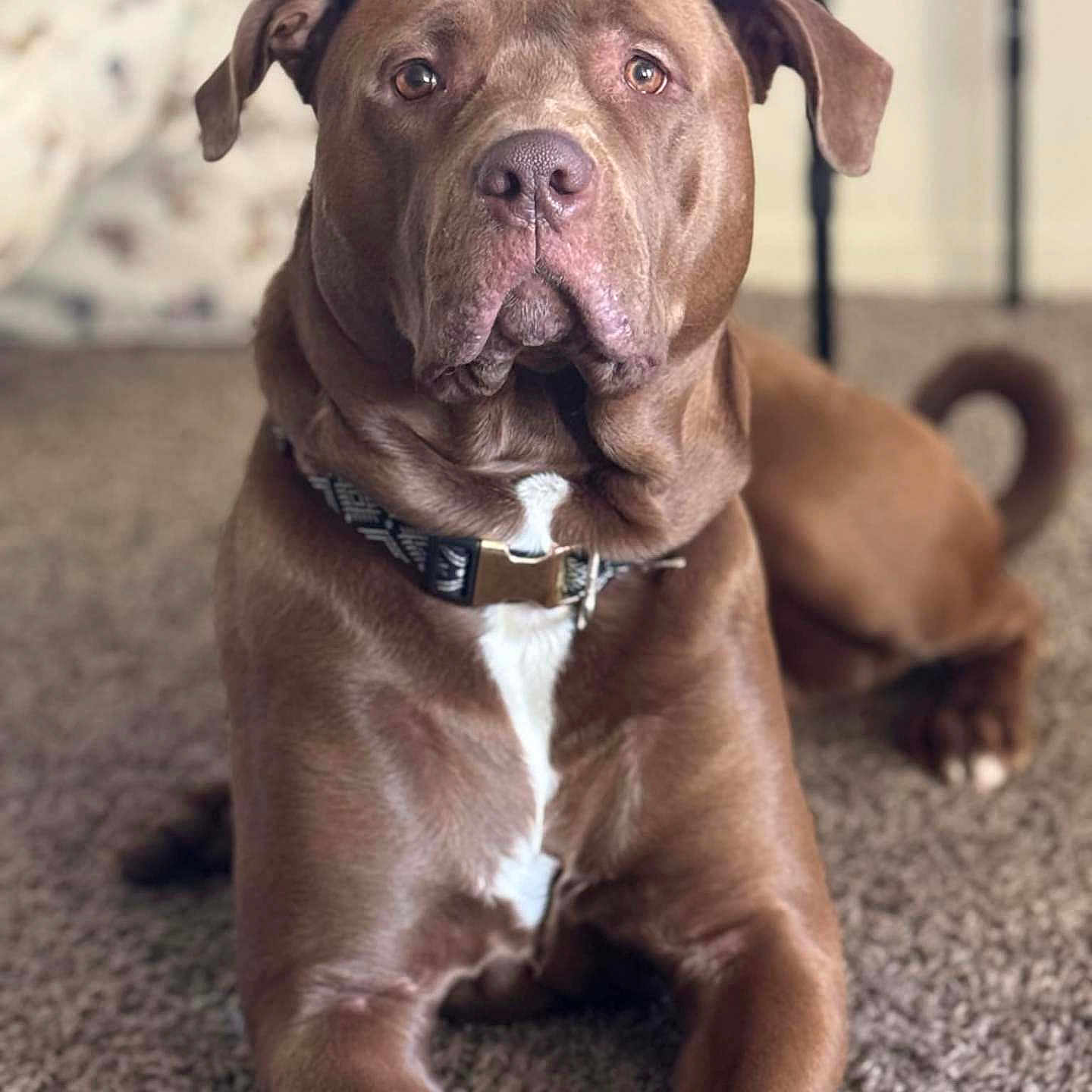 Zeus joined the competition — help win amazing prizes! animal, brown_dog, canine, carpet, closeup, collar, companion, cute, dog, domestic_animal, floppy_ears, fur, household, indoor, laying_down, mammal, pet, portrait, resting, white_patch