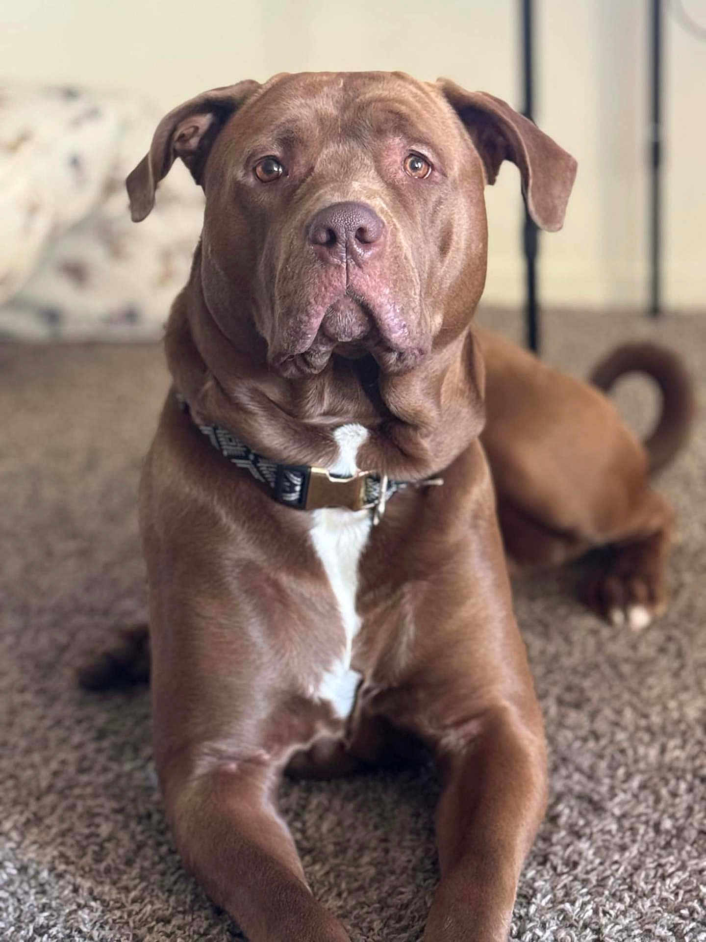 Zeus joined the competition — help win amazing prizes! dog, brown_dog, pet, canine, indoor, carpet, collar, white_patch, floppy_ears, resting, animal, mammal, portrait, closeup, laying_down, household, fur, domestic_animal, cute, companion