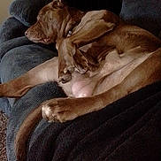 Zeus joined the competition — help win amazing prizes! dog, couch, sleeping, relaxed, pet, indoor, brown_dog, paw, fur, canine, resting, furniture, cozy, home, animal, napping, domestic, companion, laying_down, blanket