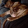 dog, couch, sleeping, relaxed, pet, indoor, brown_dog, paw, fur, canine, resting, furniture, cozy, home, animal, napping, domestic, companion, laying_down, blanket