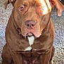 Zeus is registered to the contest to win money with this photo: dog, brown_dog, pet, animal, sitting, carpet, indoor, close_up, canine, fur, ears, eyes, nose, paw, sunlight, white_marking, looking_at_camera, mammal, domestic_animal, companion