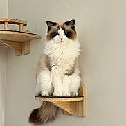 Oliva is registered to the contest to win money with this photo: cat, fluffy, sitting, wooden_shelf, indoor, pet, feline, wall_mount, calm, portrait, animal, domestic_cat, fur, tail, cute, relaxed, house, furniture, white_wall, looking_at_camera