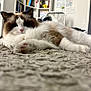 cat, fluffy, carpet, indoor, bookshelf, fan, relaxed, pet, fur, cozy, home, animal, white, brown, pink_nose, paw, laying_down, close_up, soft_texture, background_blur
