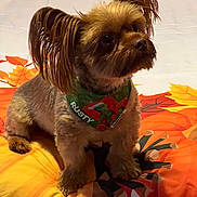 Rusty is registered to the contest to win money with this photo: dog, small_dog, pet, fur, ears, bandana, green_bandana, bedspread, autumn_theme, orange, yellow, indoor, cute, sitting, looking_up, cozy, animal, companion, portrait, domestic