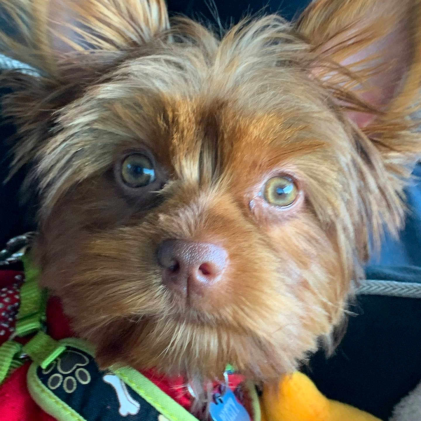 Rusty is registered to the contest to win money with this photo: animal, bone_pattern, close_up, collar, cute, dog, ears, fluffy, fur, harness, indoors, looking_at_camera, nose, paw_print, pet, portrait, red_harness, small_dog, whiskers, yellow_toy