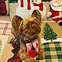 Rusty is registered to the contest to win money with this photo: dog, small_dog, fluffy, scarf, holiday, christmas, quilt, snowman, santa_claus, plush_toy, decorations, cute, pet, indoors, cozy, festive, patterned, fabric, animal, portrait